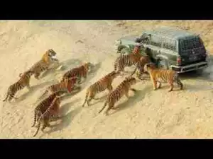 Video: Amazing Wild Animals Feeding Frenzy Compilation including Tigers, Crocodiles, Dogs, Lions, Piranhas